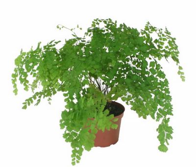 Fragrens Maidenhair Fern